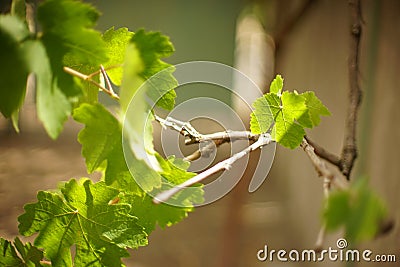 Lovely green grape leaves on the branch in summer Stock Photo