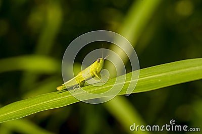 A lovely green grasshopper with blurred background Stock Photo