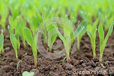 Corn seedling lovely green maize Stock Photo