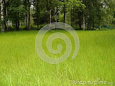 Lovely Green meadow amid the big trees Stock Photo