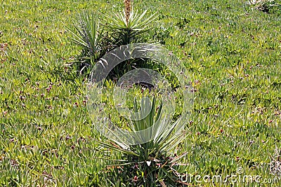 lovely green plants mexican cacti close up Stock Photo