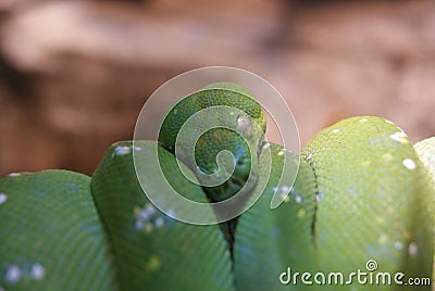 Lovely green snake Stock Photo