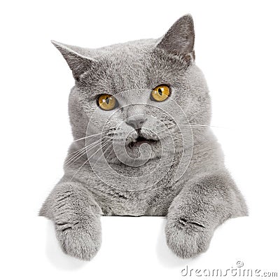 Lovely grey cat banner Stock Photo