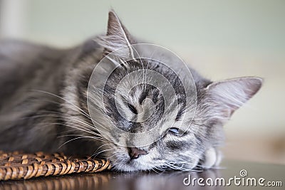 Lovely grey cat (kitten) sleeping Stock Photo