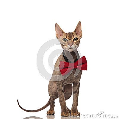 Lovely grey cat wearing a red bowtie stands Stock Photo