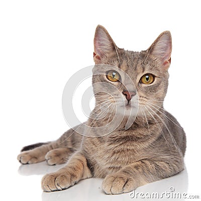 Lovely grey metis cat with yellow eyes resting Stock Photo