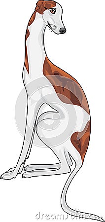 Lovely greyhound Vector Illustration
