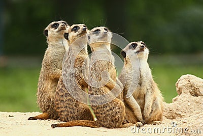 Lovely Group of Meerkats Stock Photo