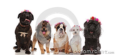 Lovely group of mixed dogs wearing flowers crowns Stock Photo