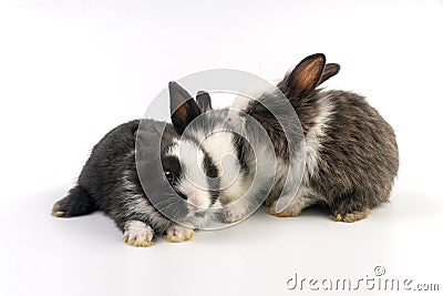 group newborn baby rabbits bunny sitting togetherness over isolated white background. Easter bunnies concept Stock Photo