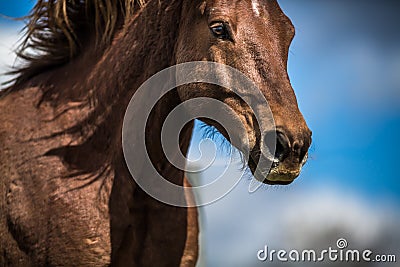 Lovely horse head Stock Photo