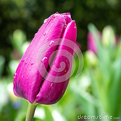 Lovely isolated mauve color tulip heralds spring Stock Photo