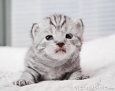 Lovely kitten portrait. Cute kitty. Baby striped Stock Photo