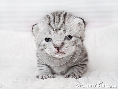 Lovely kitten portrait. Cute kitty Stock Photo