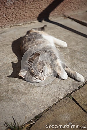 Lovely kitten relax on the sunny stone floor near outdoor. Happy Stock Photo