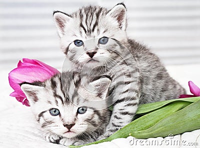 Lovely kittens with flowers Stock Photo