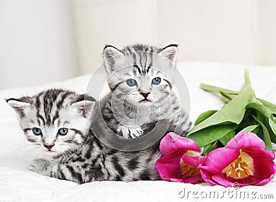 Lovely kittens with flowers Stock Photo