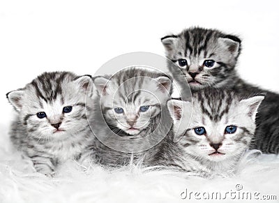 Lovely kittens of gray color. Stock Photo