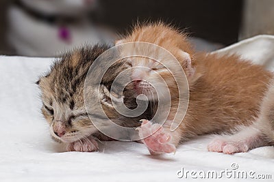 Lovely kittens newborn sleeping Stock Photo