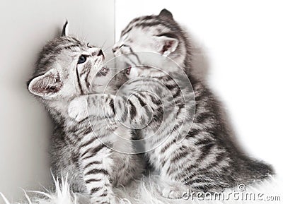 Lovely kittens are playing. Stock Photo