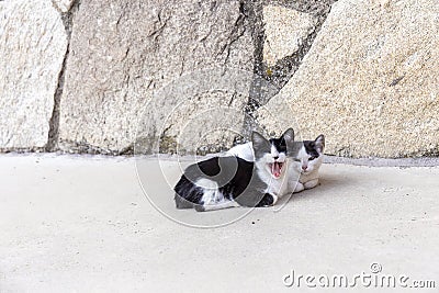 Lovely kittens on the street. Urban animal domesticated life concept Stock Photo