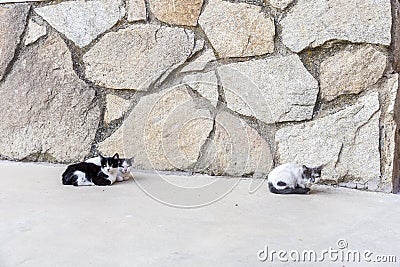 Lovely kittens on the street. Urban animal domesticated life concept Stock Photo