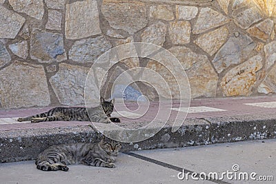 Lovely kittens on the street. Urban animal domesticated life concept Stock Photo