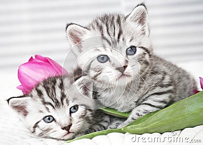 Lovely kittens with tulip Stock Photo