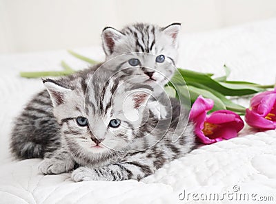 Lovely kittens with tulip Stock Photo