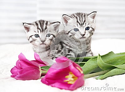 Lovely kittens with flowers Stock Photo