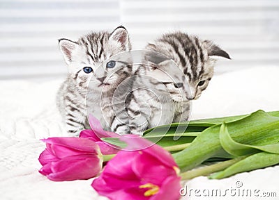 Lovely kittens with flowers Stock Photo