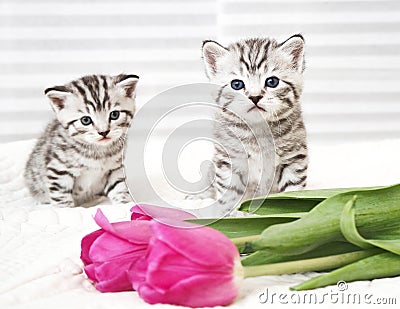 Lovely kittens with tulip Stock Photo