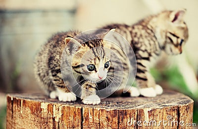 lovely kitty with blue eyes Stock Photo