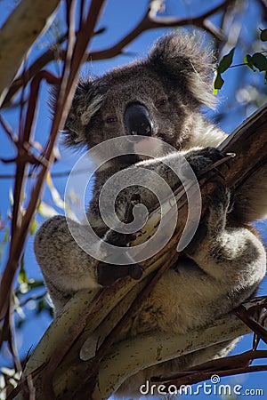 Lovely Koala Stock Photo