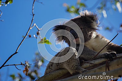 Lovely Koala Stock Photo