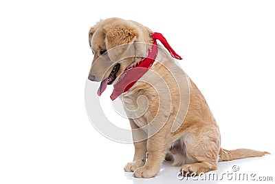 Lovely labrador retriever dog with red bandana looking down Stock Photo