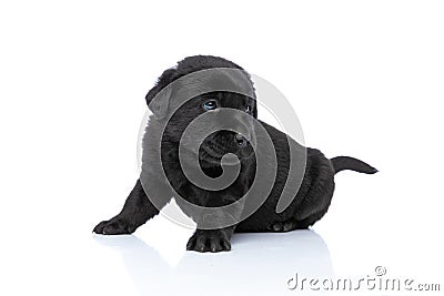 Lovely labrador retriever doggy looking to side Stock Photo