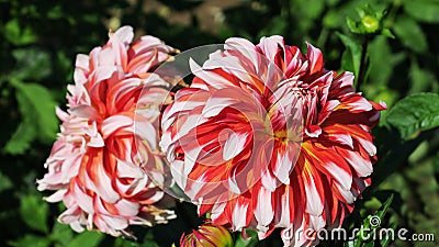 Lovely large extraordinary red, yellow, pink, white dahlia flowers. Stock Photo