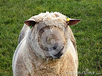 Lovely Large Sheep in Crookham, Northumberland. UK Editorial Stock Photo