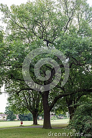 A lovely large tree found inside southbury Road park Editorial Stock Photo