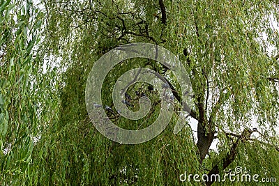 Lovely large tree with green leaves, birds resting on the branches. Finsbury Park Stock Photo