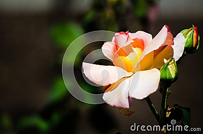 Lovely light orange pink petal of rose flower in spring season at a botanical garden on dark background. Stock Photo