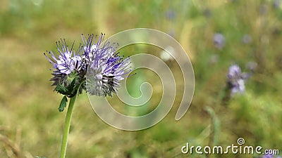 Lovely light purple flower called blueweed. Stock Photo