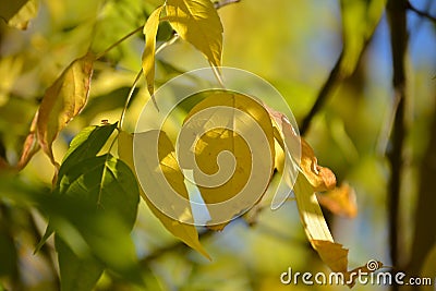 Lovely light and shadow on the yellow and green leaves on the branch. Autumn sunny day. Light and shadow. Warm autumn. Stock Photo