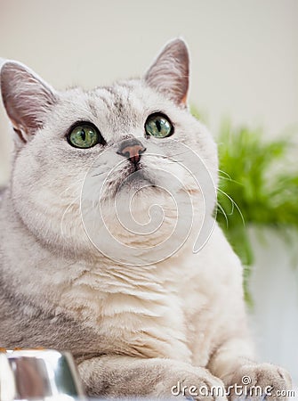 Lovely light shorthair British cat with green eyes on a white background close-up. Veterinary concept and ecology of Stock Photo