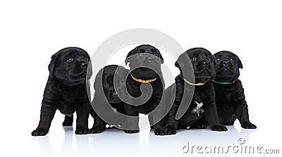 Lovely line of five labrador retriever puppies looking up Stock Photo