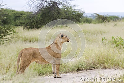 Lovely lioness gracefully standing in the savannah Stock Photo