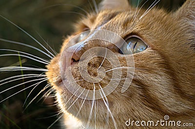 lovely little muzzle of a brooding red cat who dreams about something Stock Photo