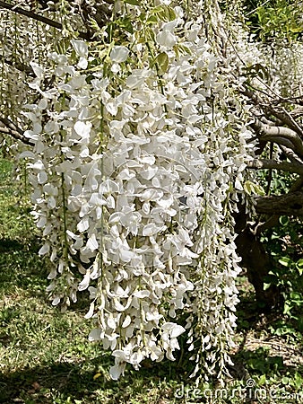 White Wisteria Flower Clusters Stock Photo