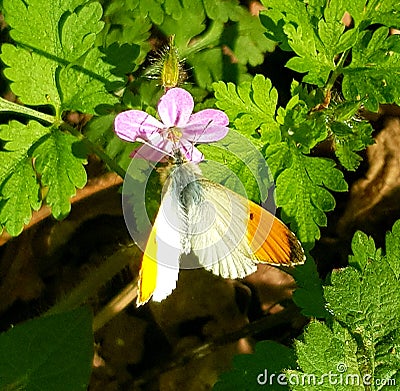 Lovely looking butterfly attends a small woodlands flower Stock Photo
